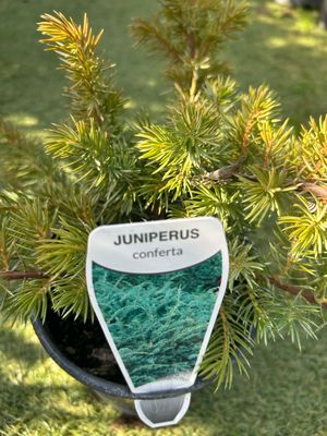 Juniperus Conferta 1.5 L Pot