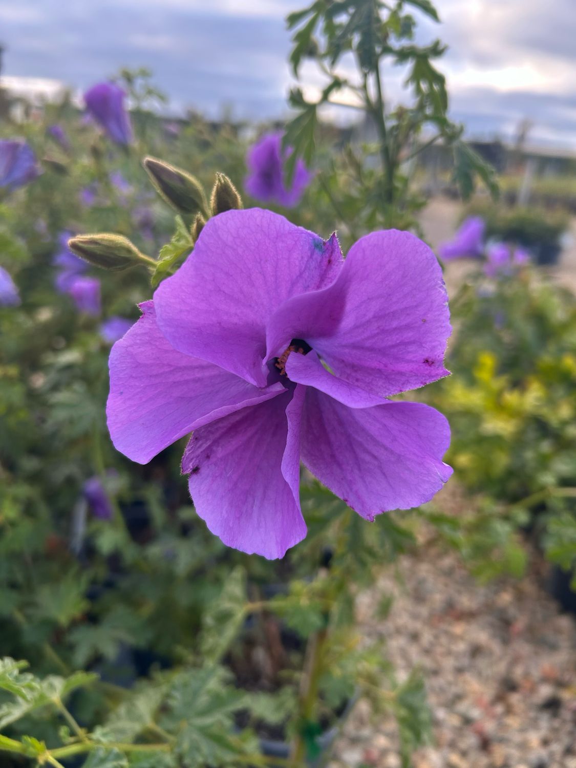 Alyogyne West Coast Gem Or Native Hibiscus 5 L Pot