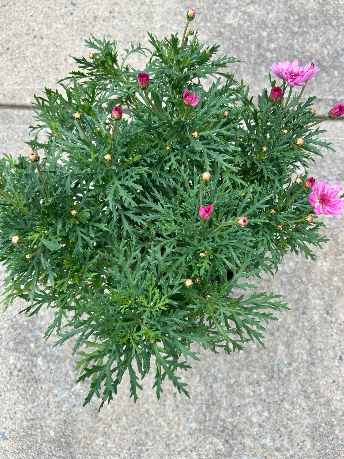 Argyranthemum Sunday Best 4 L Pot