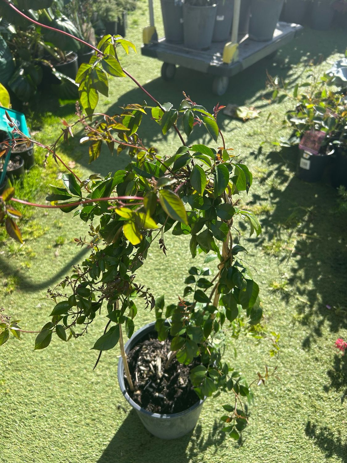 Pandorea Wings Gold Sunrise 5 L Pot
