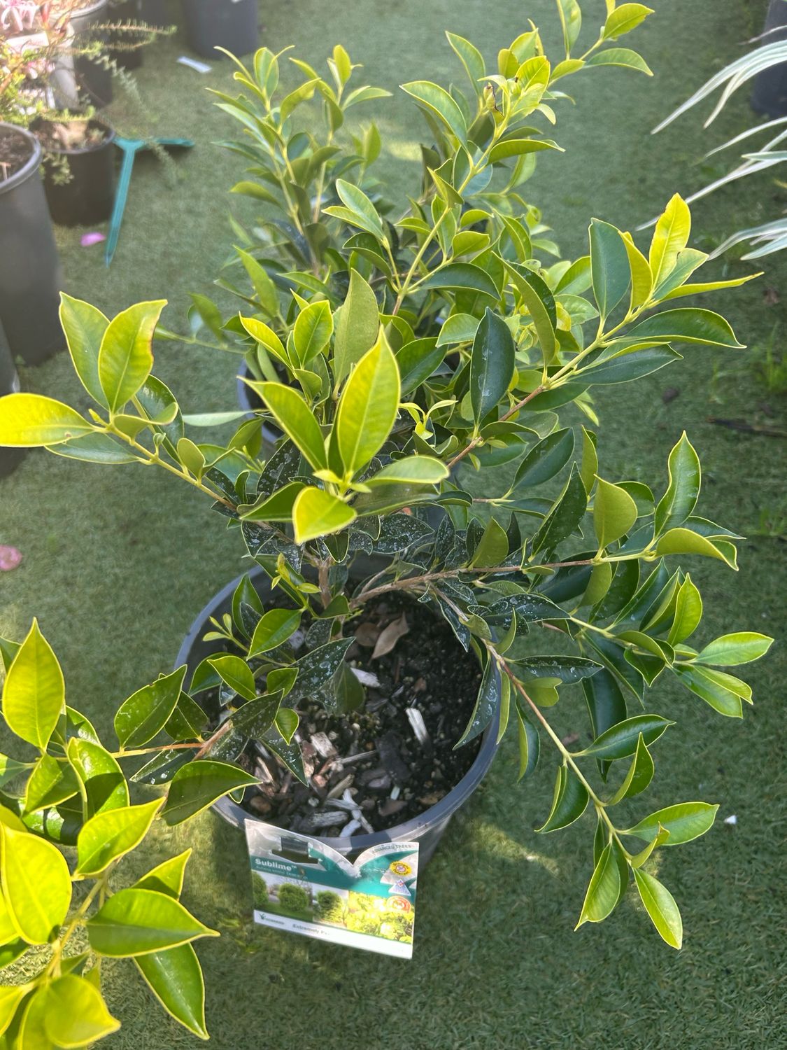 Acmena Smithi Sublime 5 L Pot