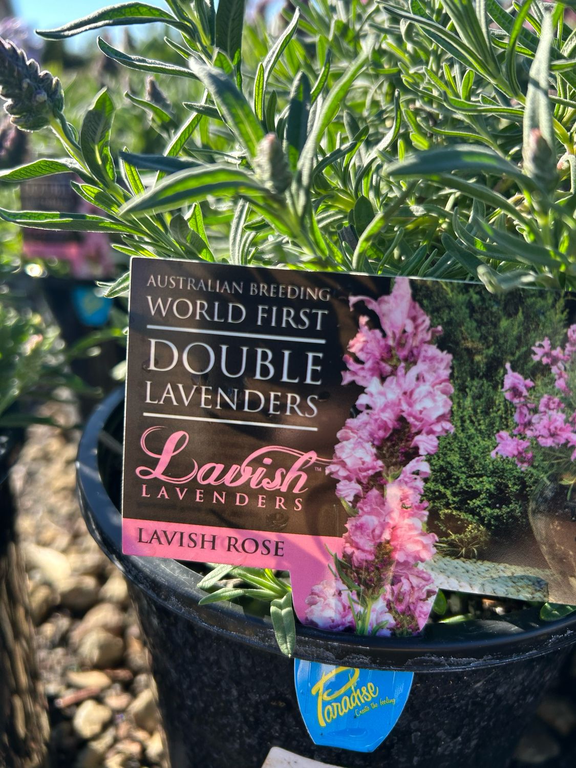 Lavandula Double Lavish Rose PBR 4 L Pot