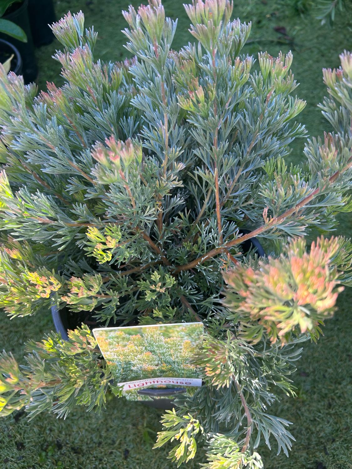 Adenanthos Cunning Lighthouse Or Woolly Bush 5 L Pot