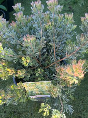 Adenanthos Cunning Lighthouse Or Woolly Bush 5 L Pot