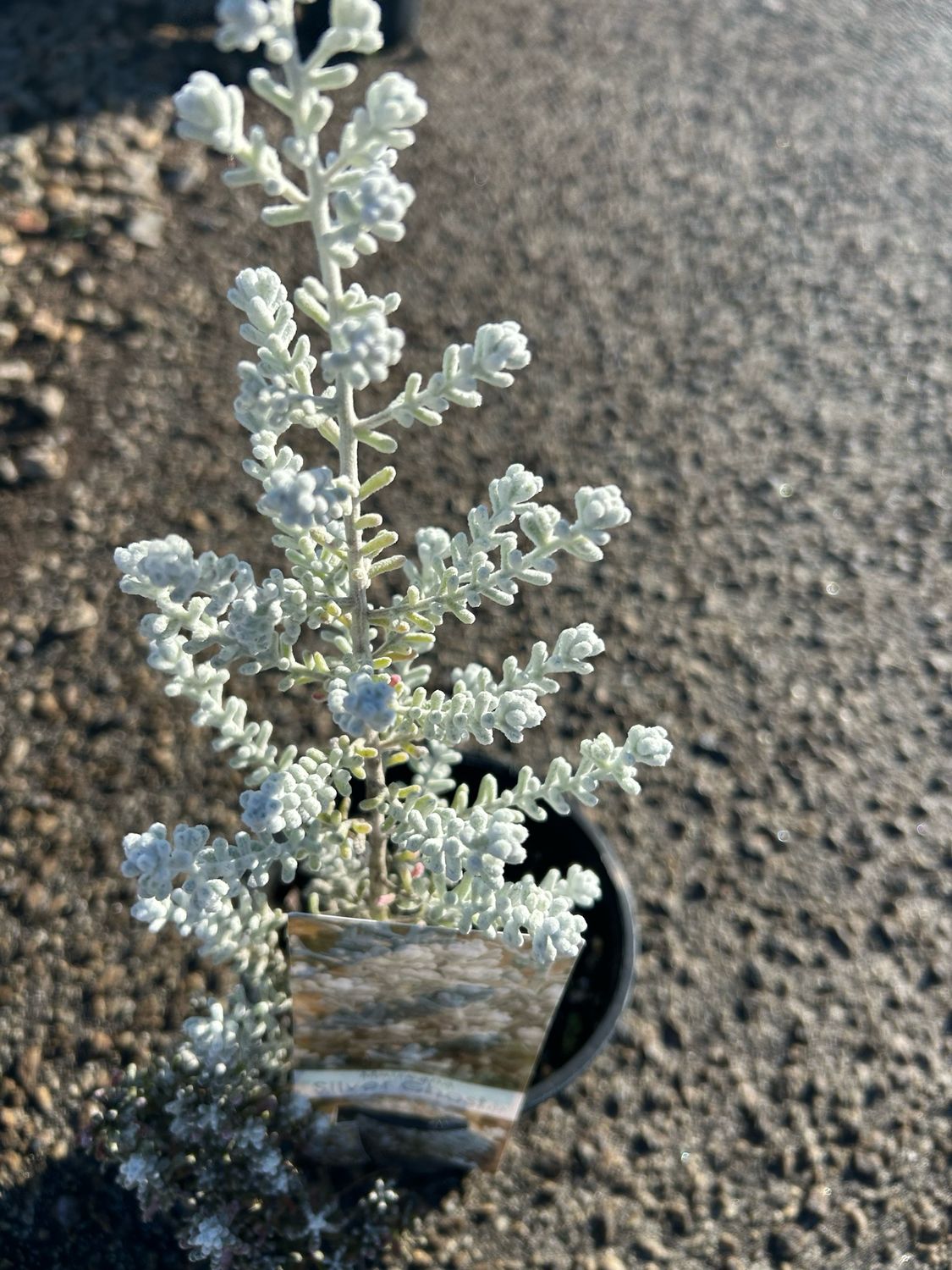 Maireana Silver Ghost 1.3 L Pot
