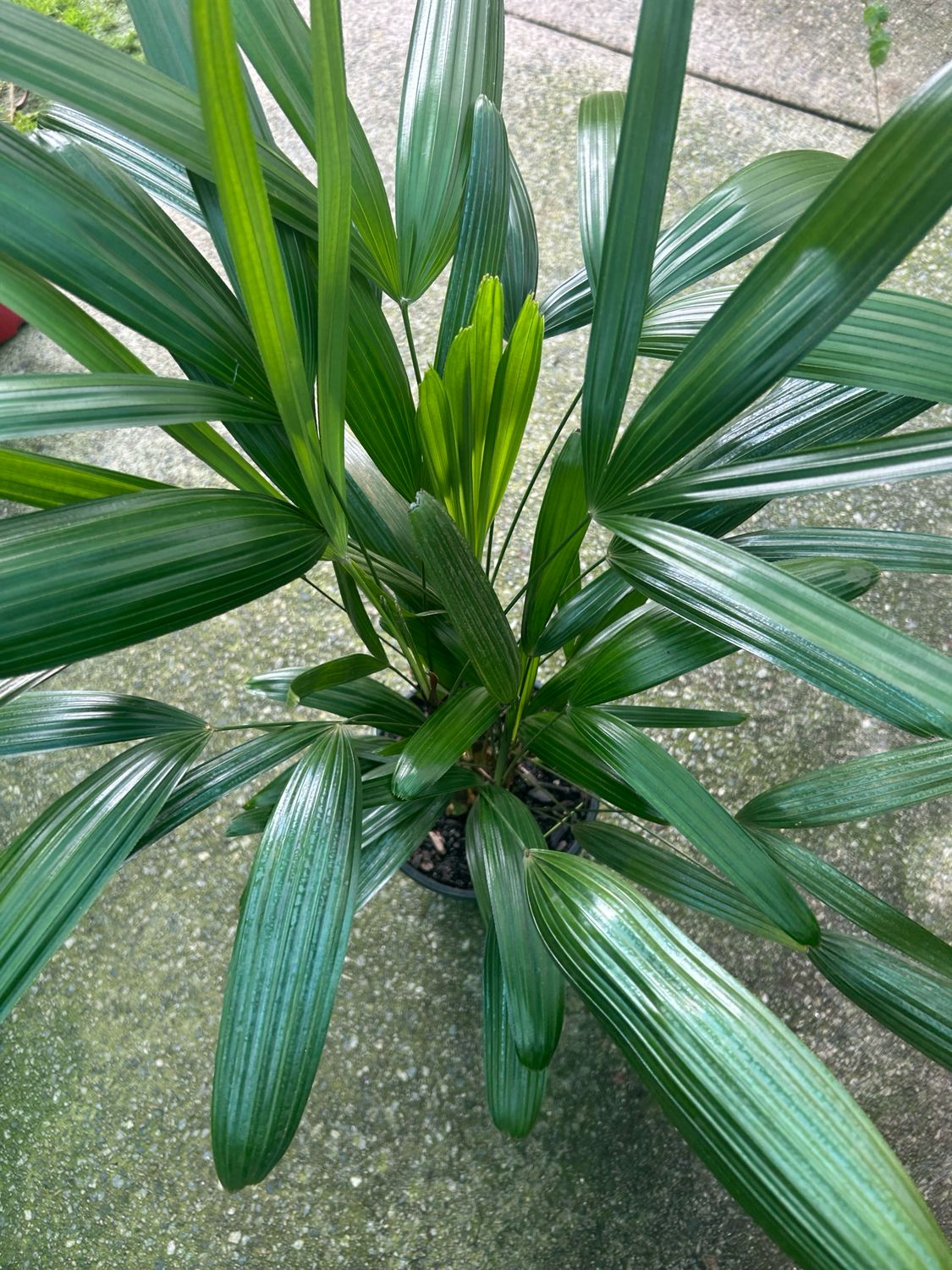 Rhapis Exceisa Lady Palm 5 L Pot
