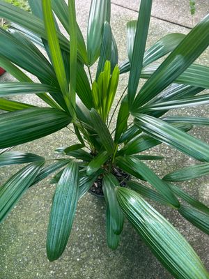 Rhapis Exceisa Lady Palm 5 L Pot