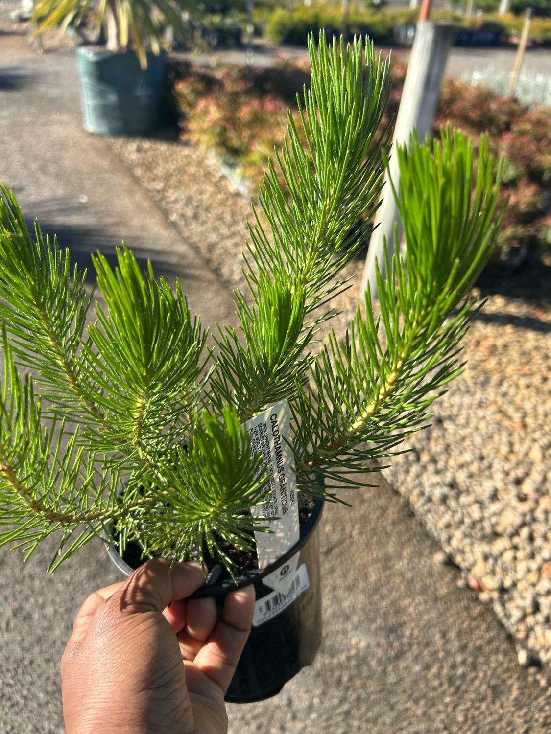 Calothamnus Graniticus Or One Sided Bottlebrush 1.4 L Pot