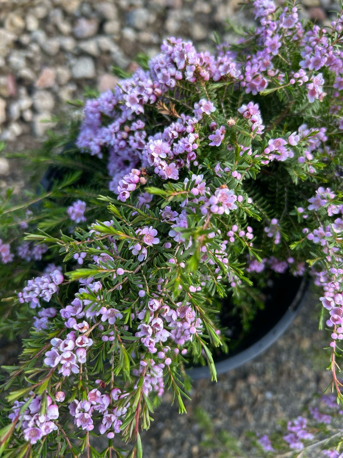 Thryptomene Pink Lace 4 L Pot