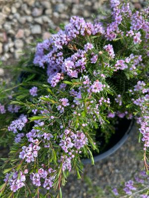 Thryptomene Pink Lace 4 L Pot