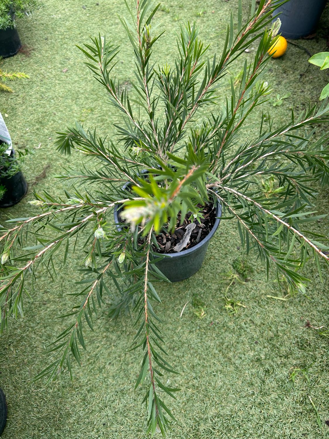 Callistemon Dawson River Weeper 5 L Pot