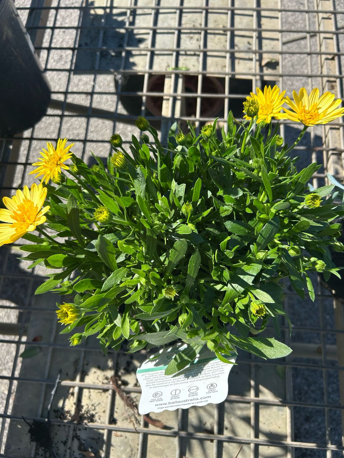 Osteospermum 3D Double Yellow 4 L Pot