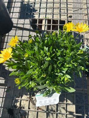 Osteospermum 3D Double Yellow 4 L Pot