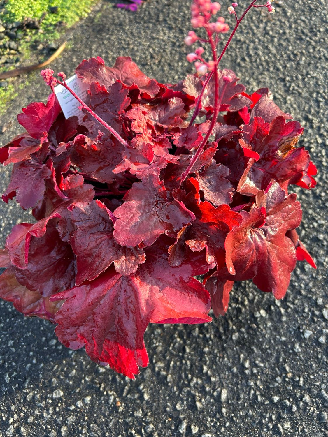Heuchera Fire Alarm Or Coral Bells Fire Alarm 3.5 L Pot
