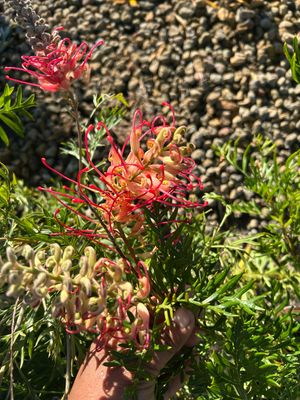 Grevillea Pink Profusion 1.4 L Pot