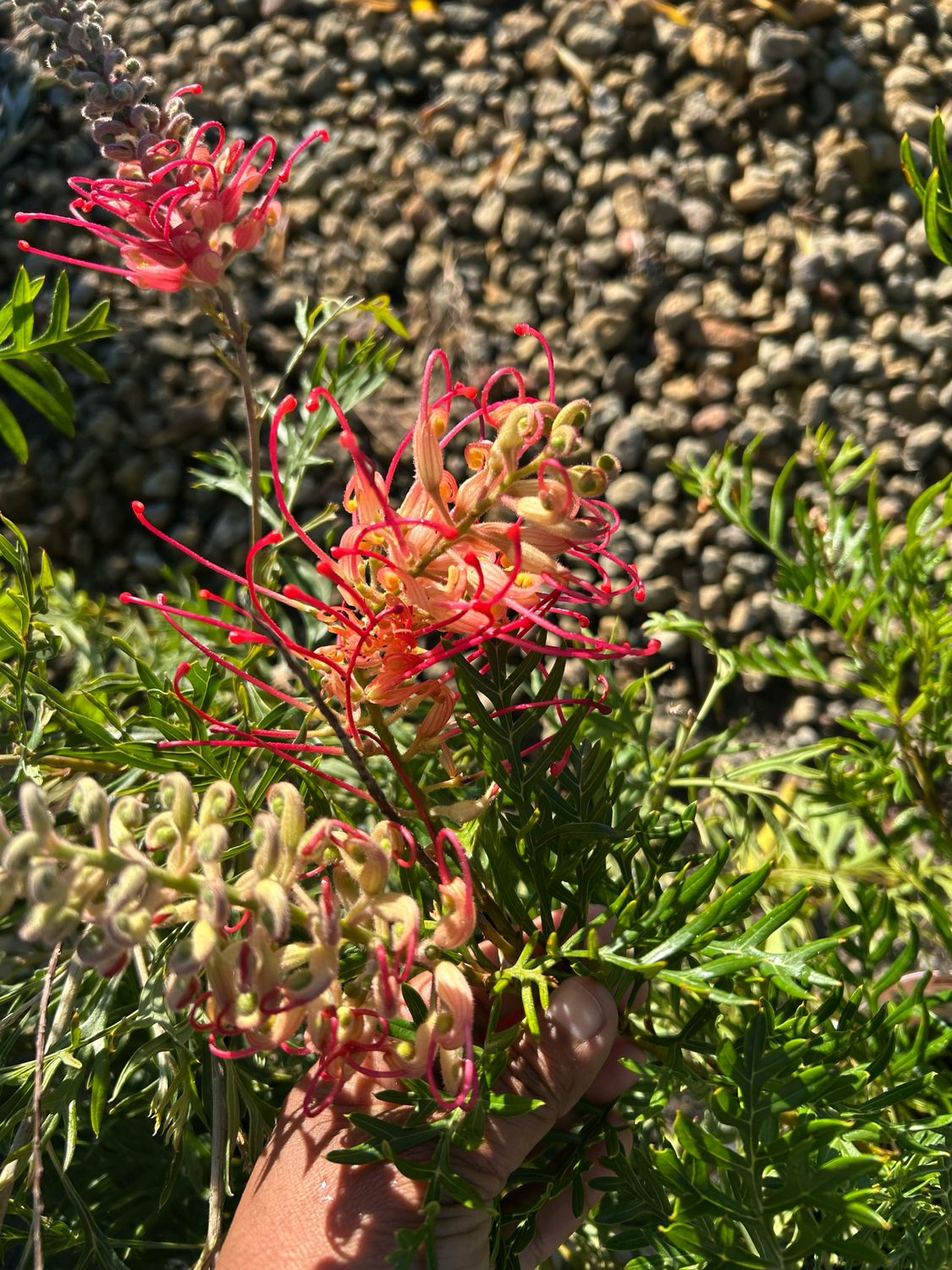Grevillea Pink Profusion 1.4 L Pot
