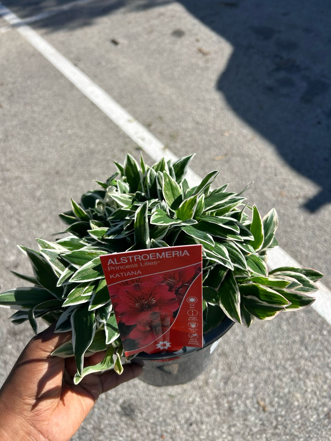 Alstroemeria ‘Katiana’ PBR Or Princess Lily 4 L Pot