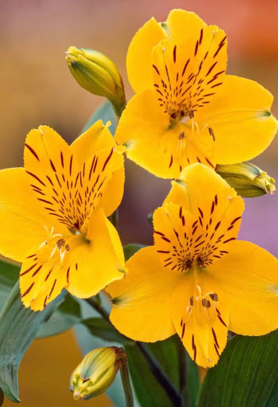 Alstroemeria Inca Aurelia 3.5 L Pot