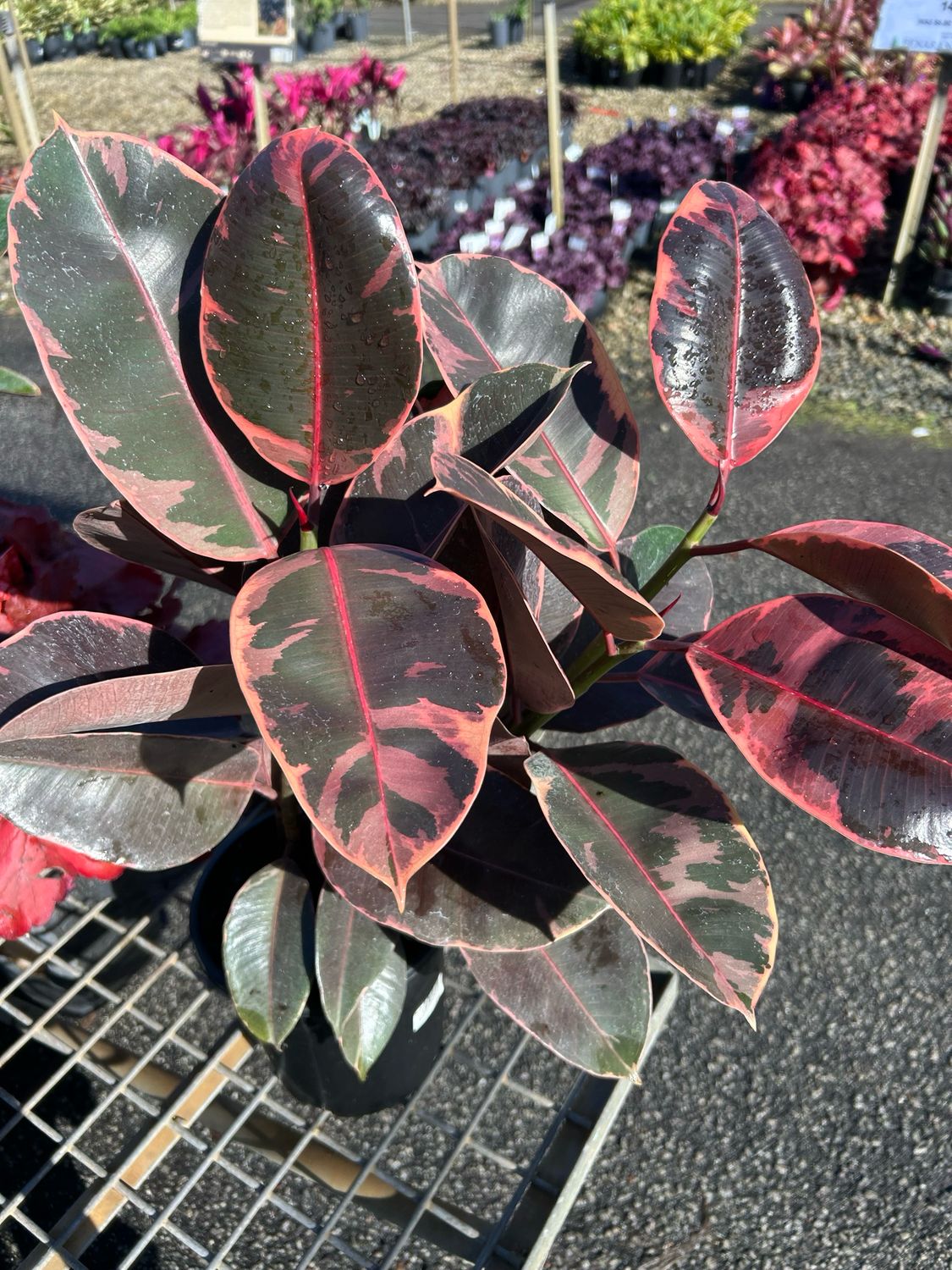 Ficus Ruby 4 L Pot