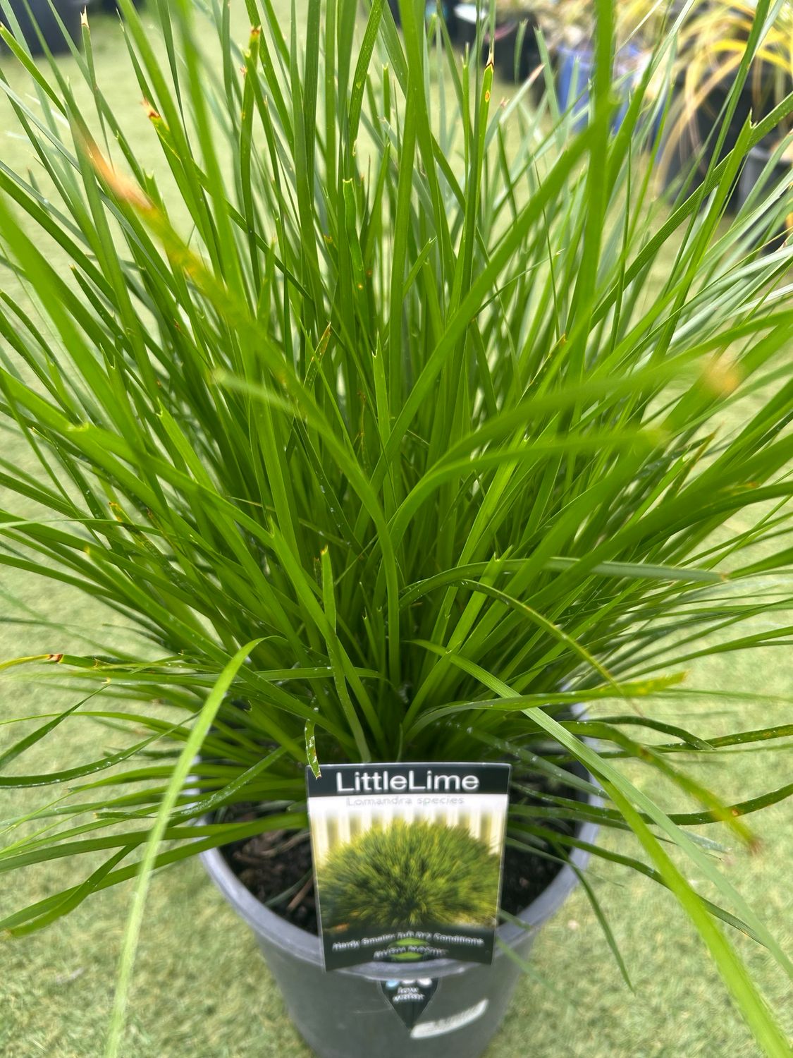 Lomandra Little Lime 5 L Pot