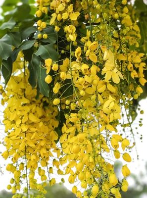 Cassia Fistula Or Golden Shower 5 L Pot