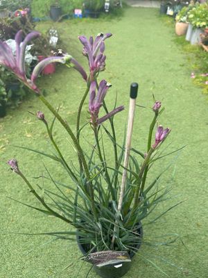 Bush Gem Celebration Kangaroo Paw 4 L Pot