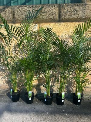 Golden Cane Palm 5 L Pot