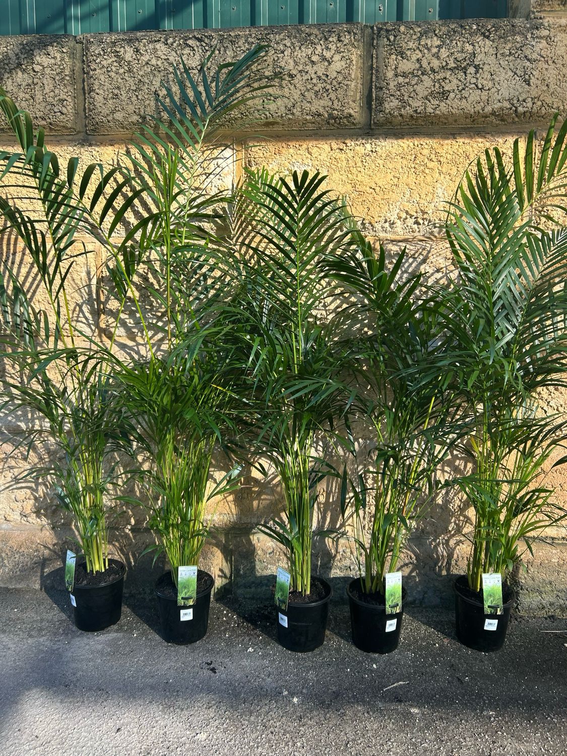 Golden Cane Palm 5 L Pot
