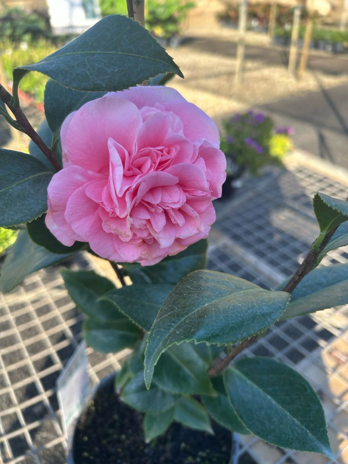 Camellia Japonica Debutante 5 L Pot