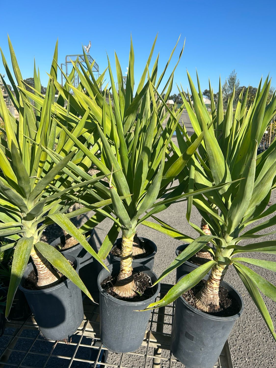 Yucca Elephantipes 5 L Pot