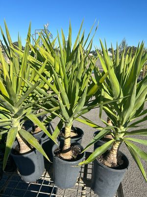 Yucca Elephantipes 5 L Pot