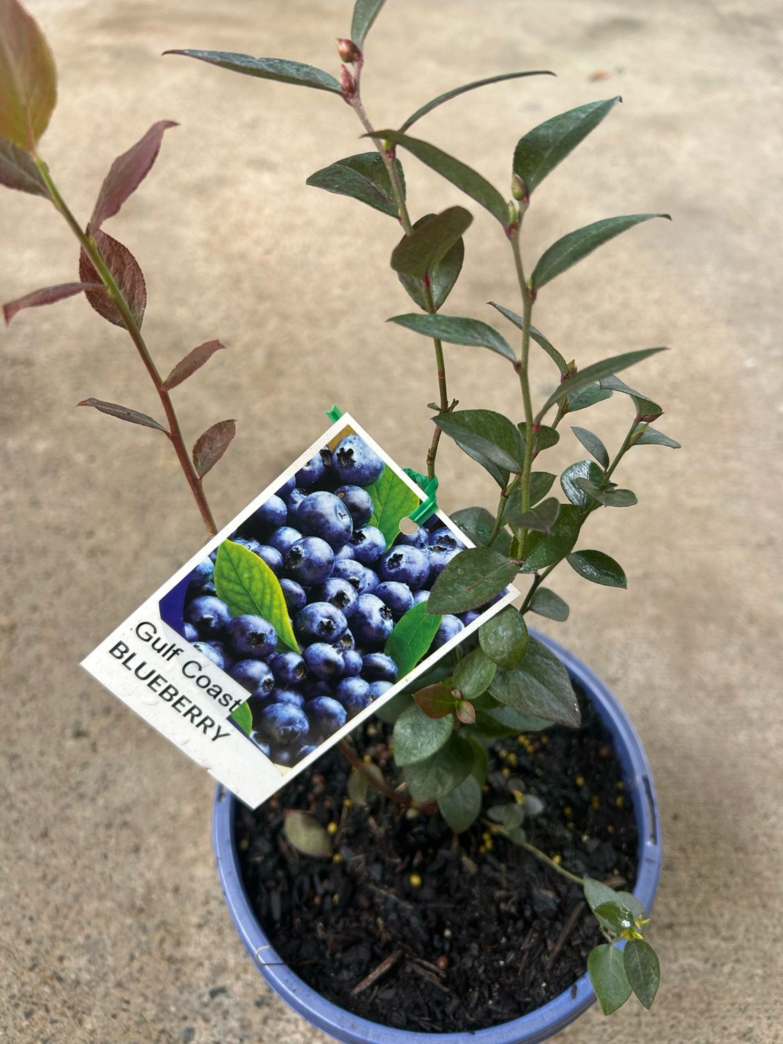 Blueberry Gulf Coast 3.5 L Pot