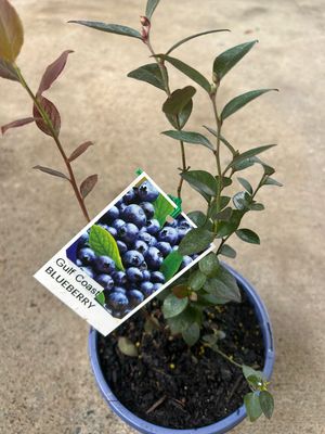 Blueberry Gulf Coast 3.5 L Pot