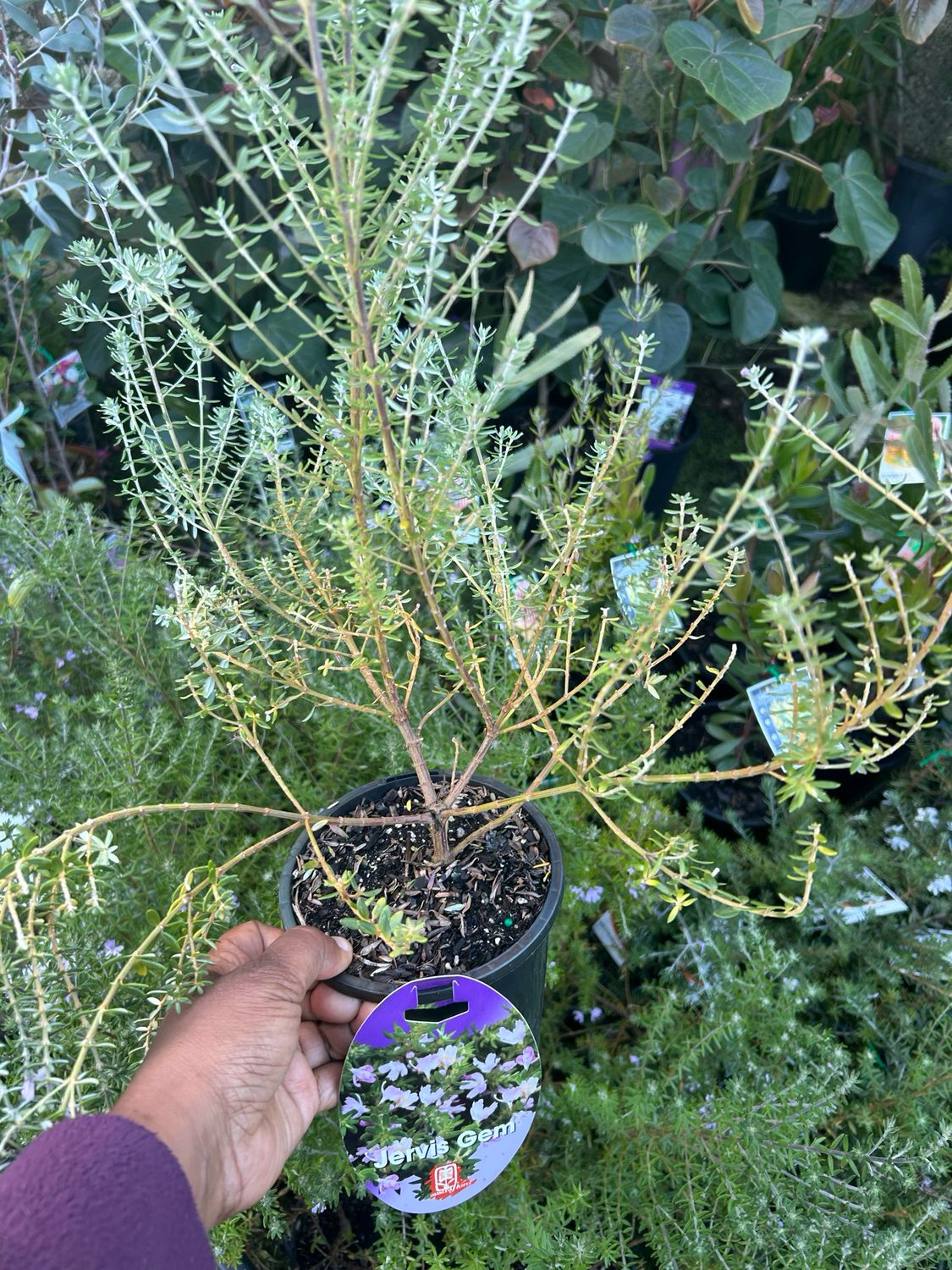 Westringia Jervis Gem 1.5 L Pot