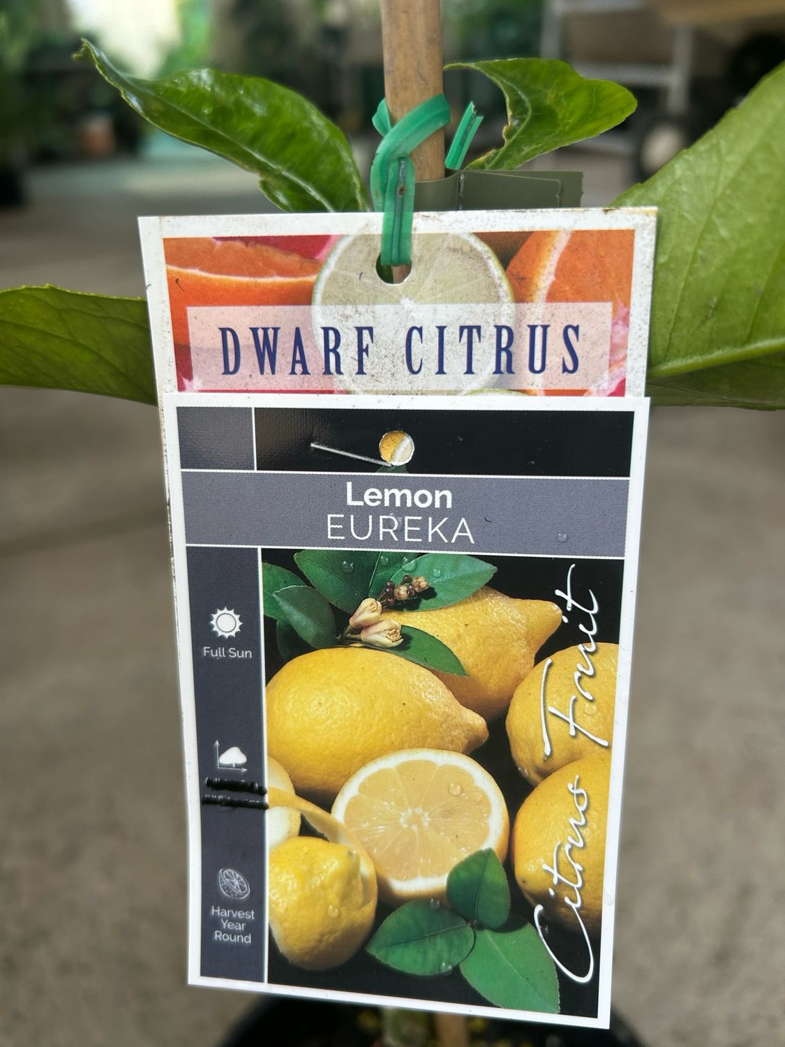 Dwarf Eureka Lemon Grafted 5 L Pot