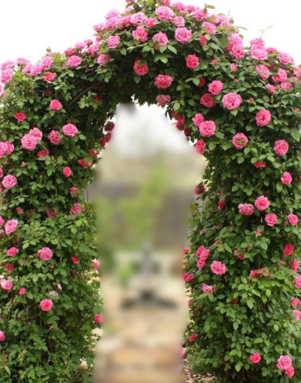 Rose Rambling Pink Miniature 4 L Pot