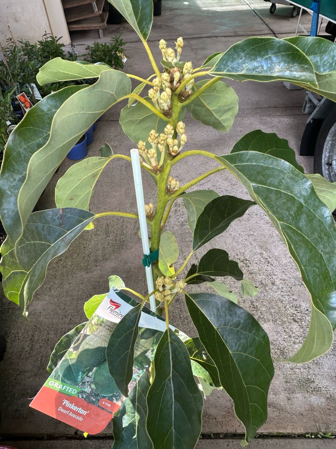 Avocado Grafted Dwarf Pinkerton 5 L Pot