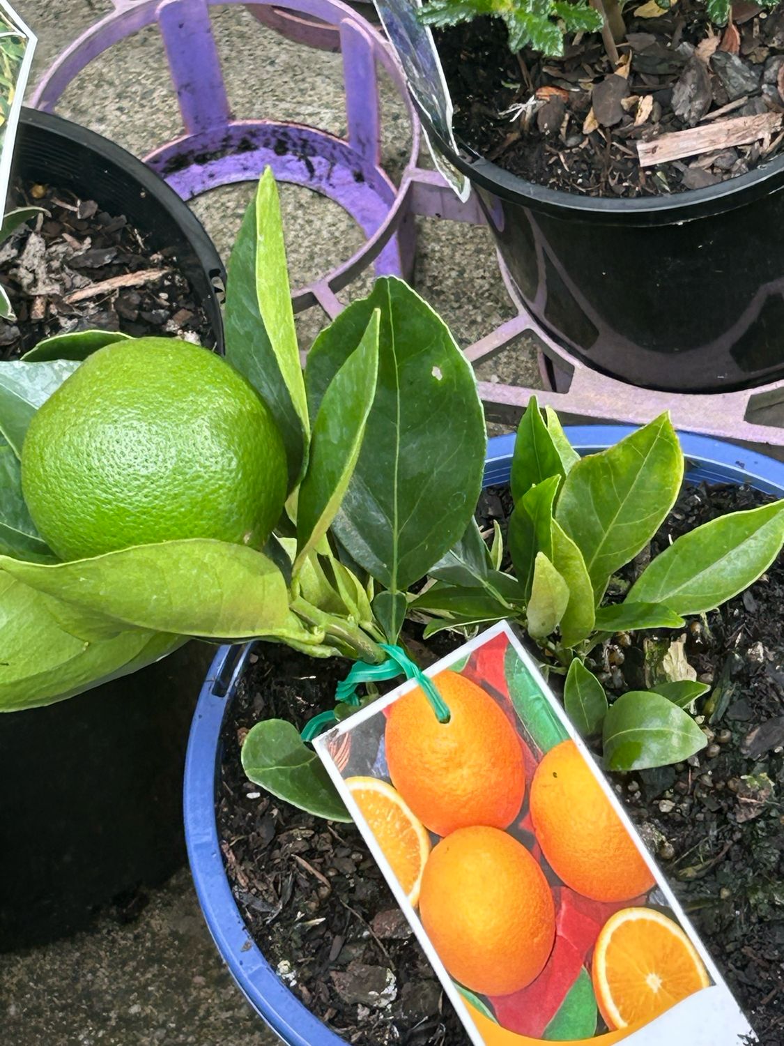 Valencia Orange 4 L Pot