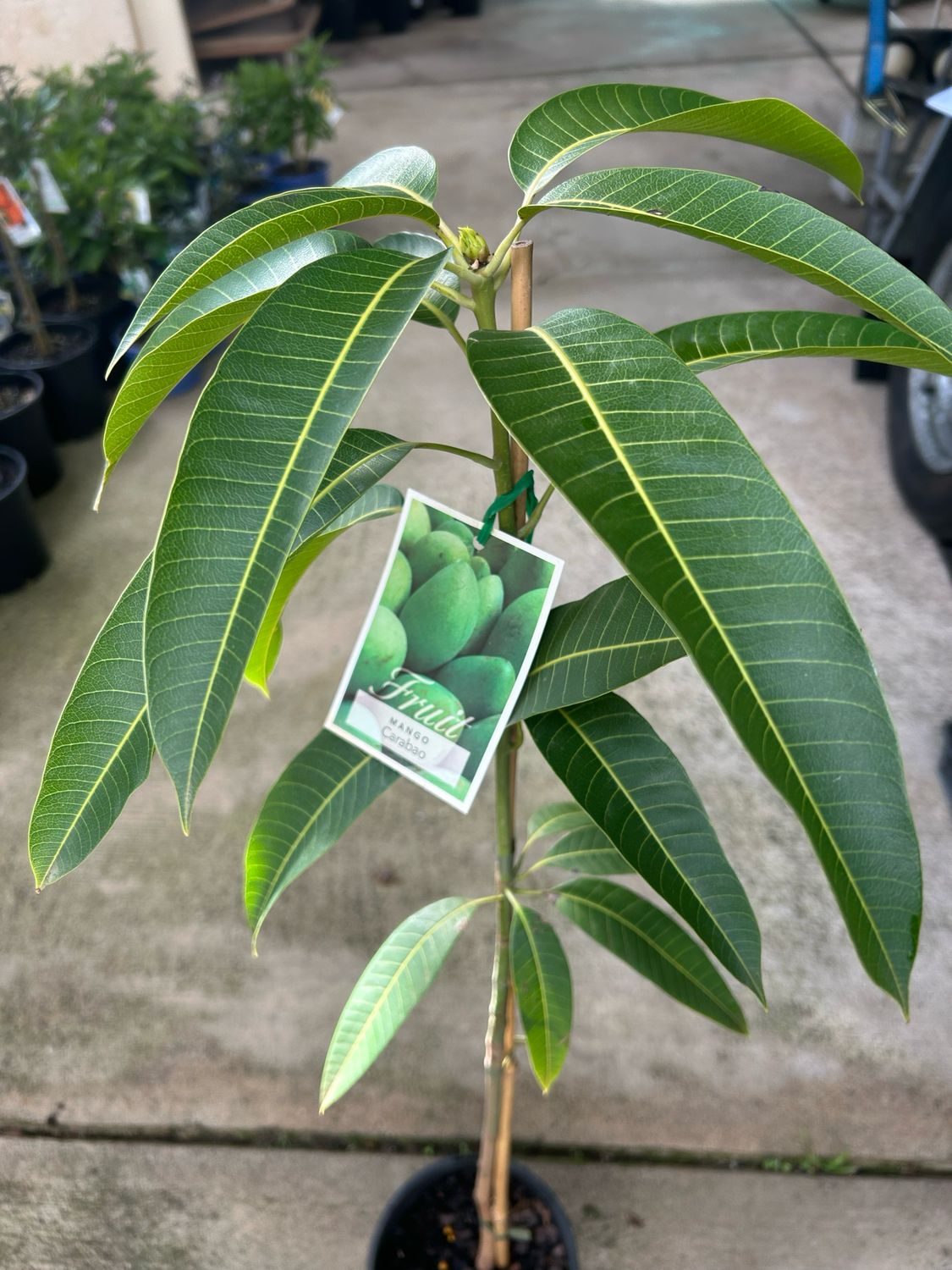 Carabao Grafted 3.5 L Pot