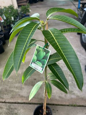 Carabao Grafted 3.5 L Pot