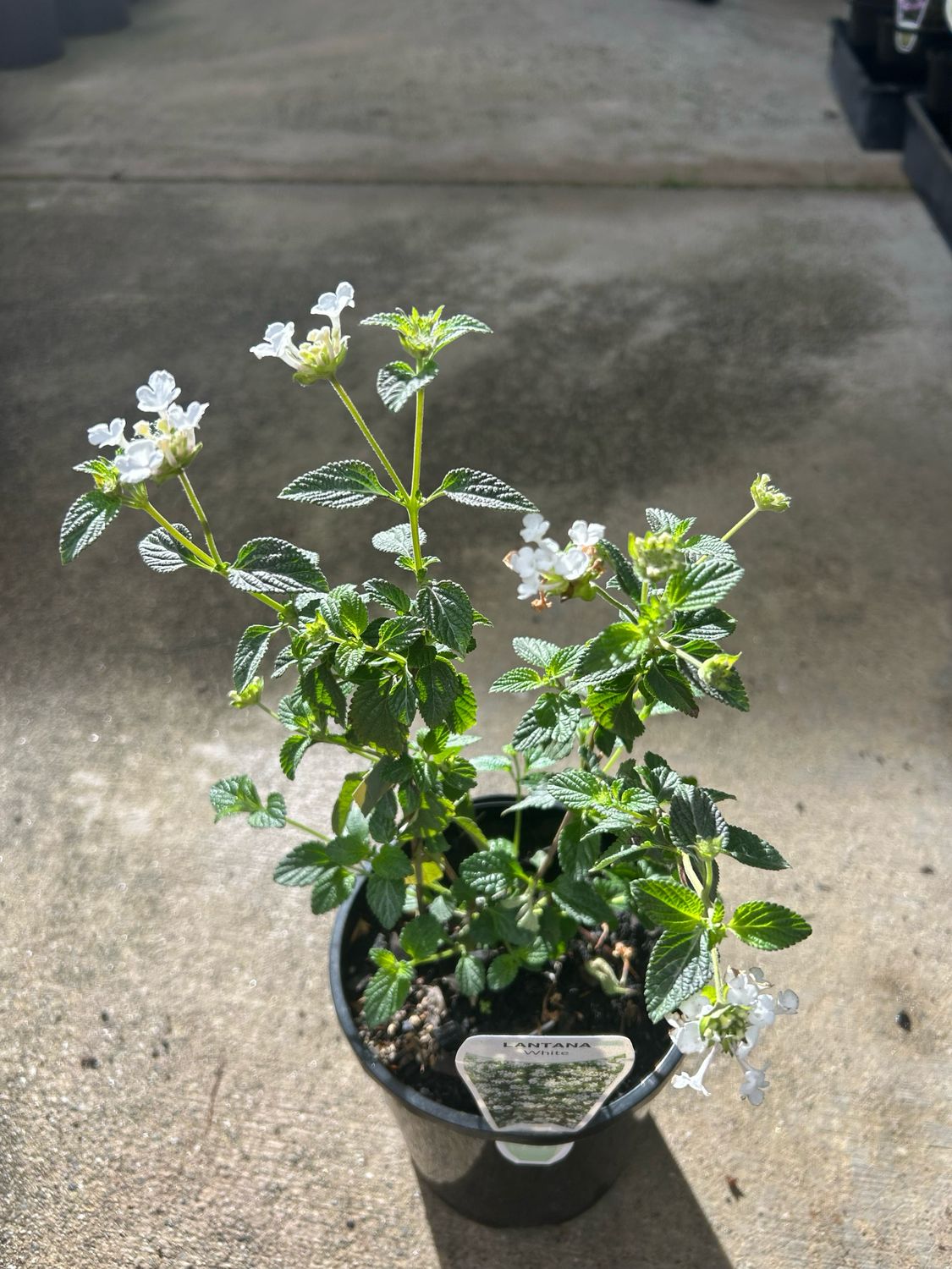 Lantana Montevidensis White Trailing 1.5 L Pot