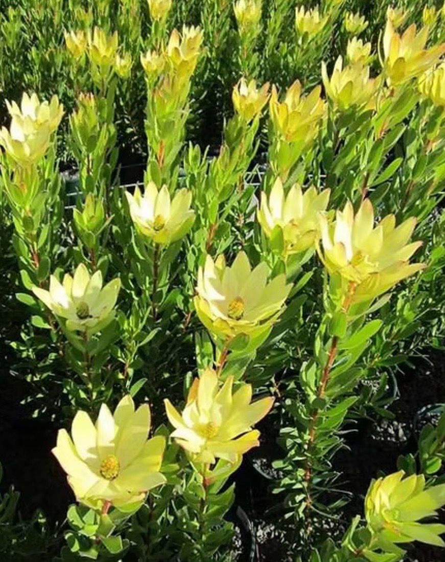 Leucadendron Safari Gold Strike 4 L Pot