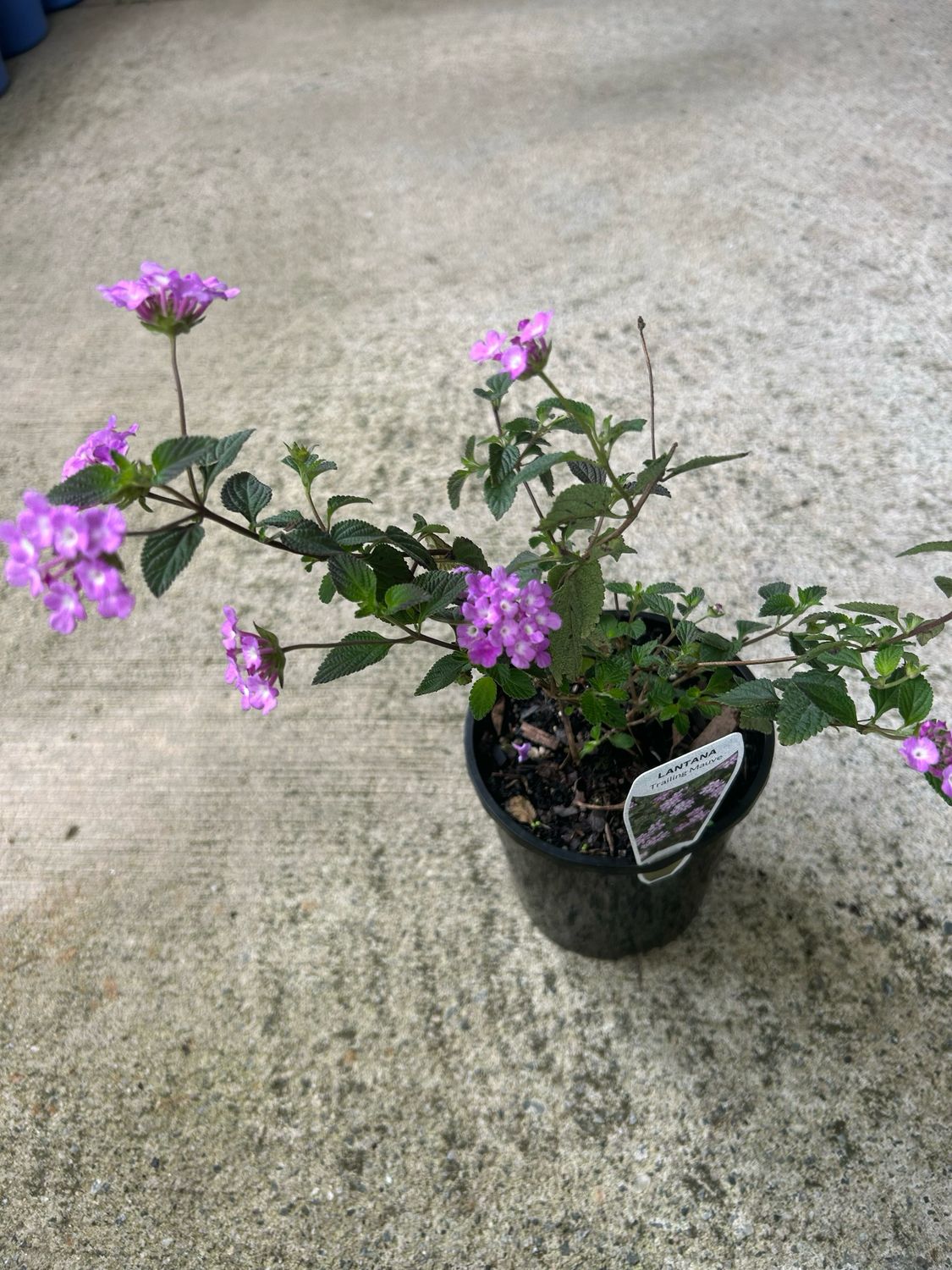 Lantana Montevidensis Purple Trailing 1.5 L Pot