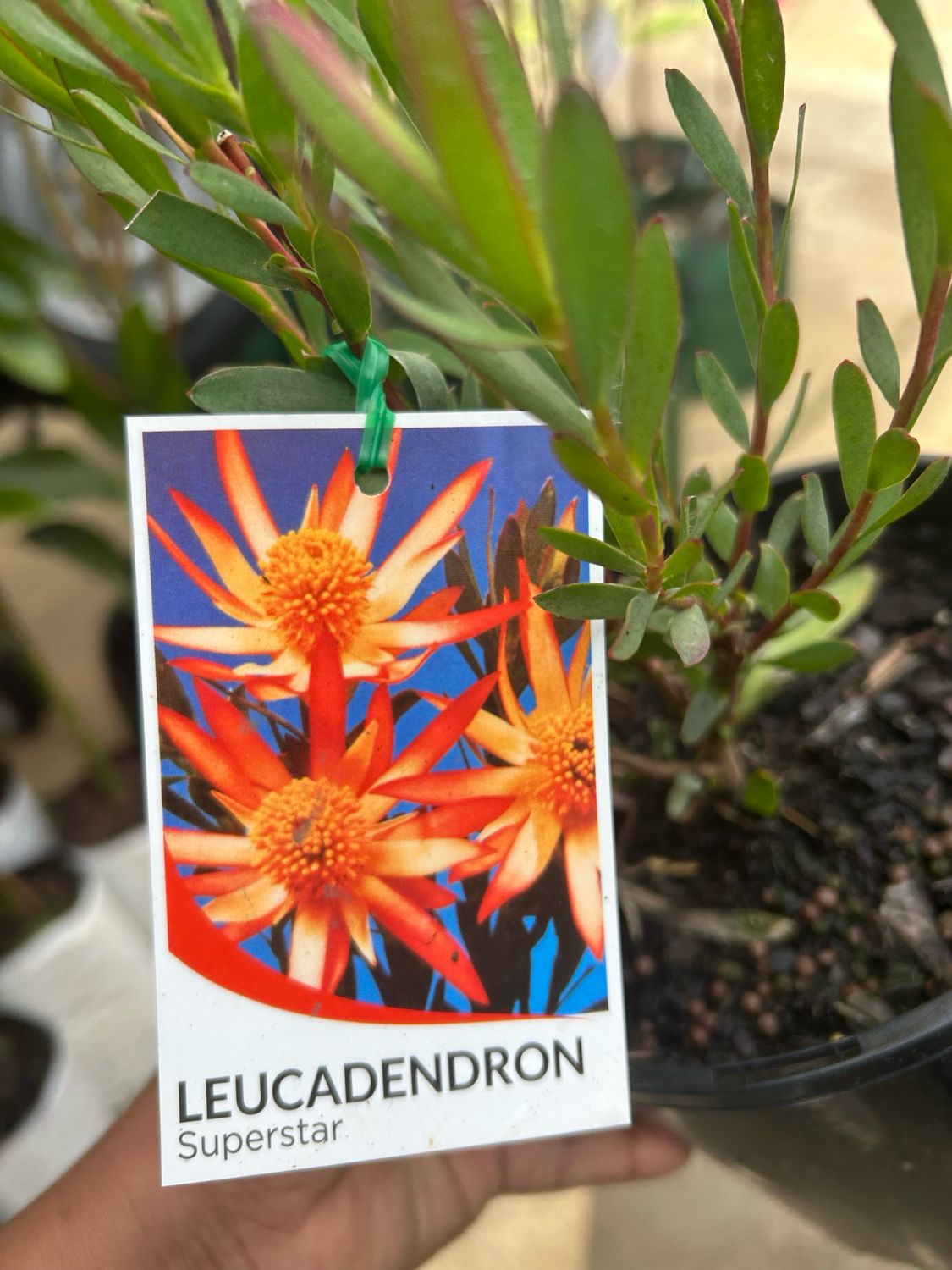 Leucadendron Super Star 5 L Pot