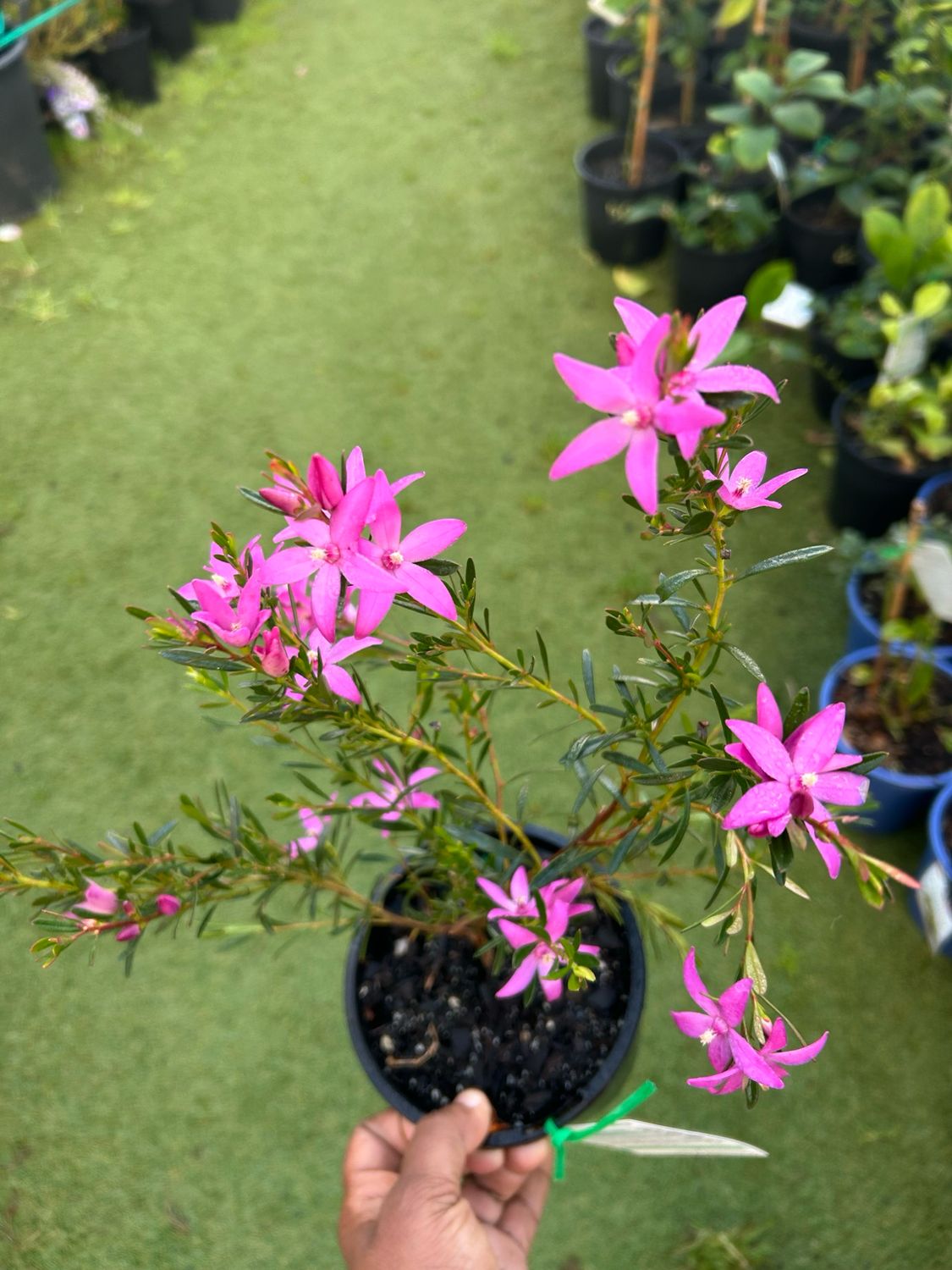 Crowea Festival Or Native Wax Flower 1.4 L Pot