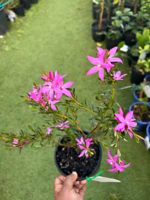 Crowea Festival Or Native Wax Flower 1.4 L Pot