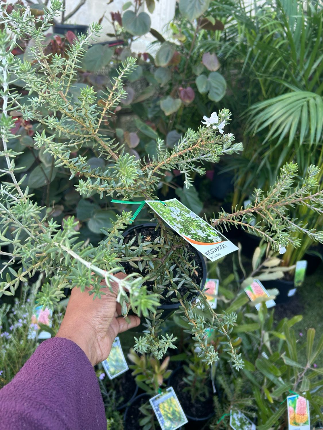 Westringia Bulli Coastal 1.4 L Pot
