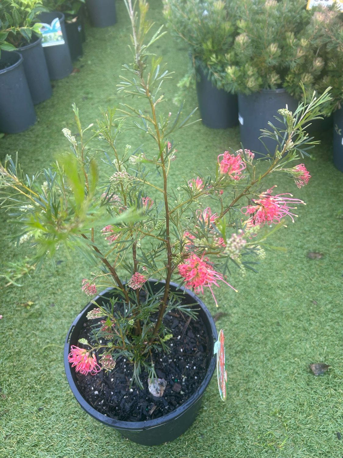 Grevillea Winpara Gem 5 L Pot