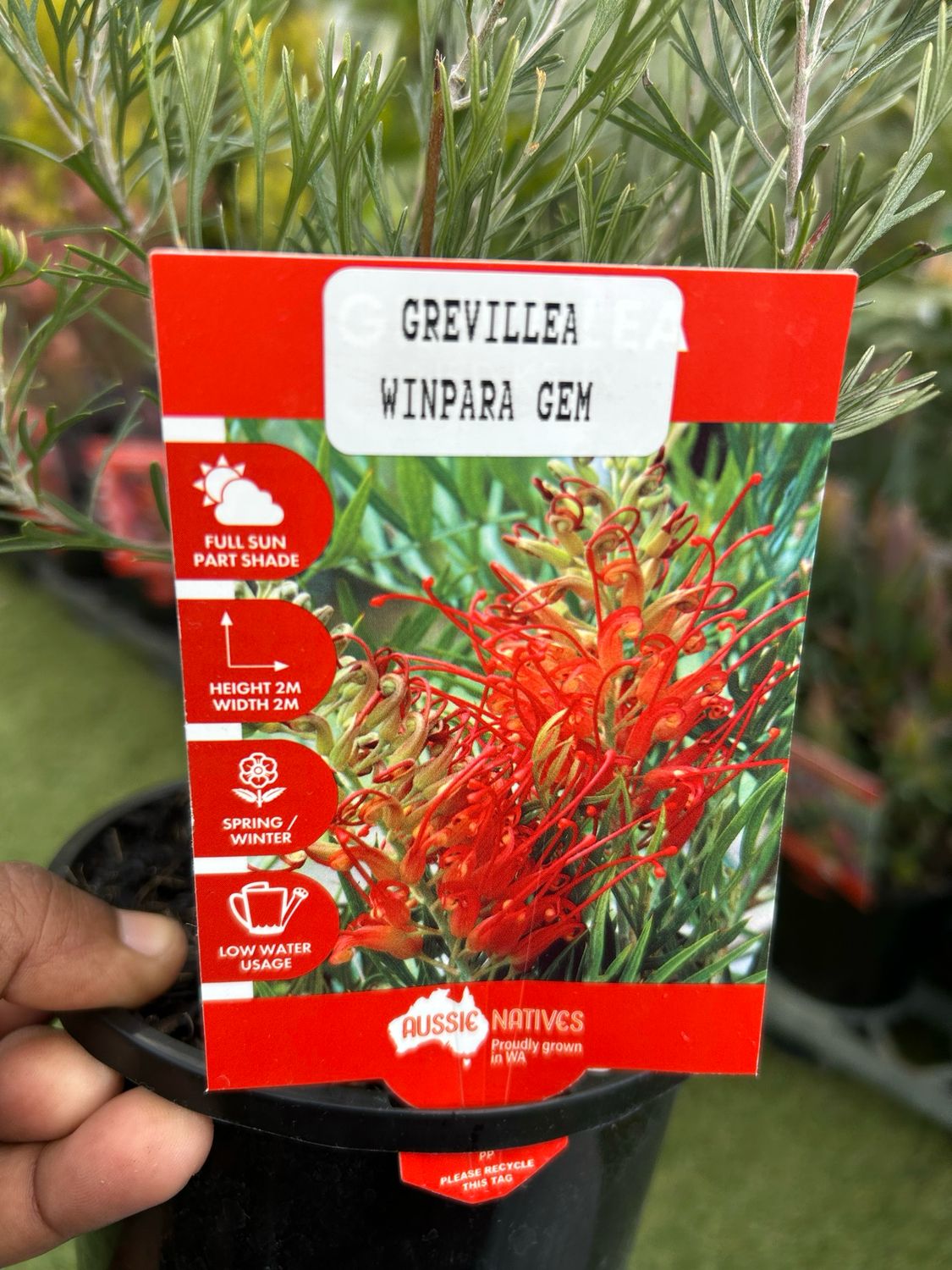 Grevillea Winpara Gem 1.4 L Pot