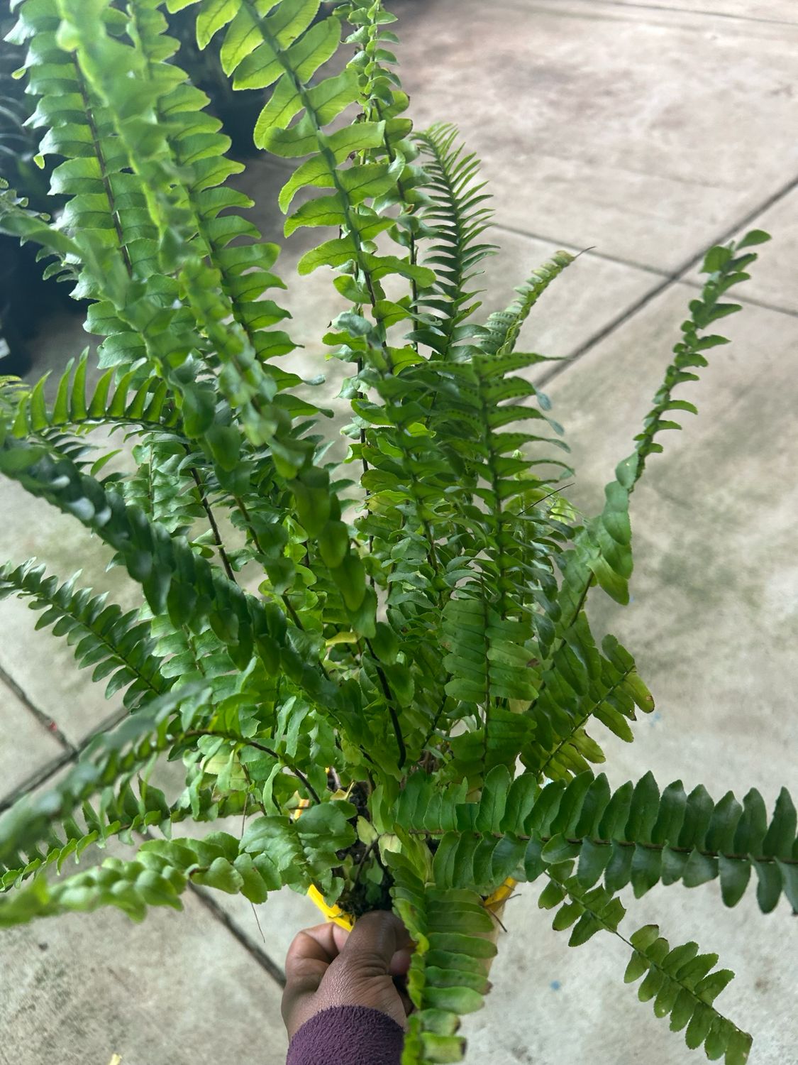 Nephrolepsis Exaltata Or Boston Fern 1.5 L Pot